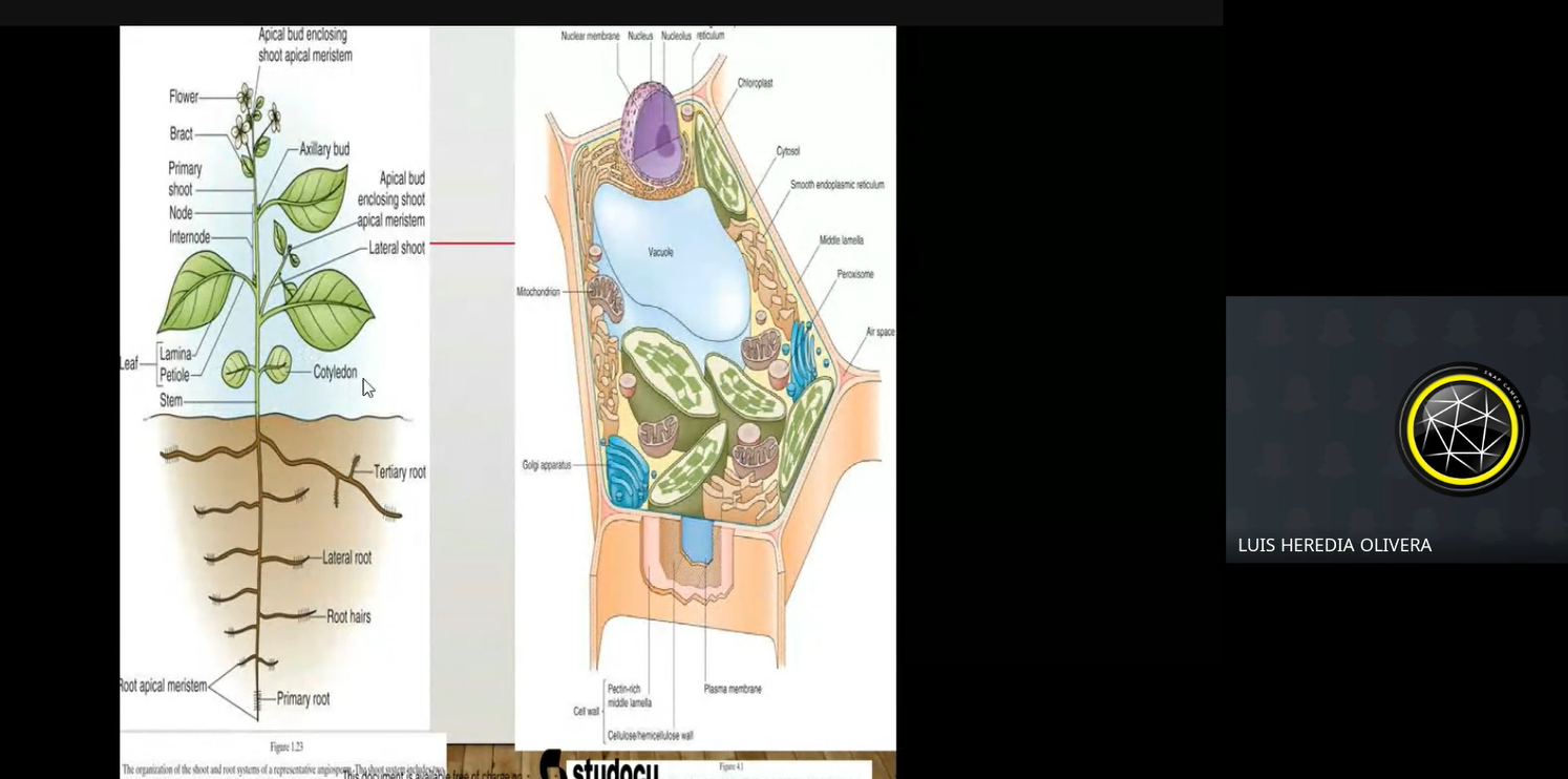 Horticultura botánica y fisiología vegetal 